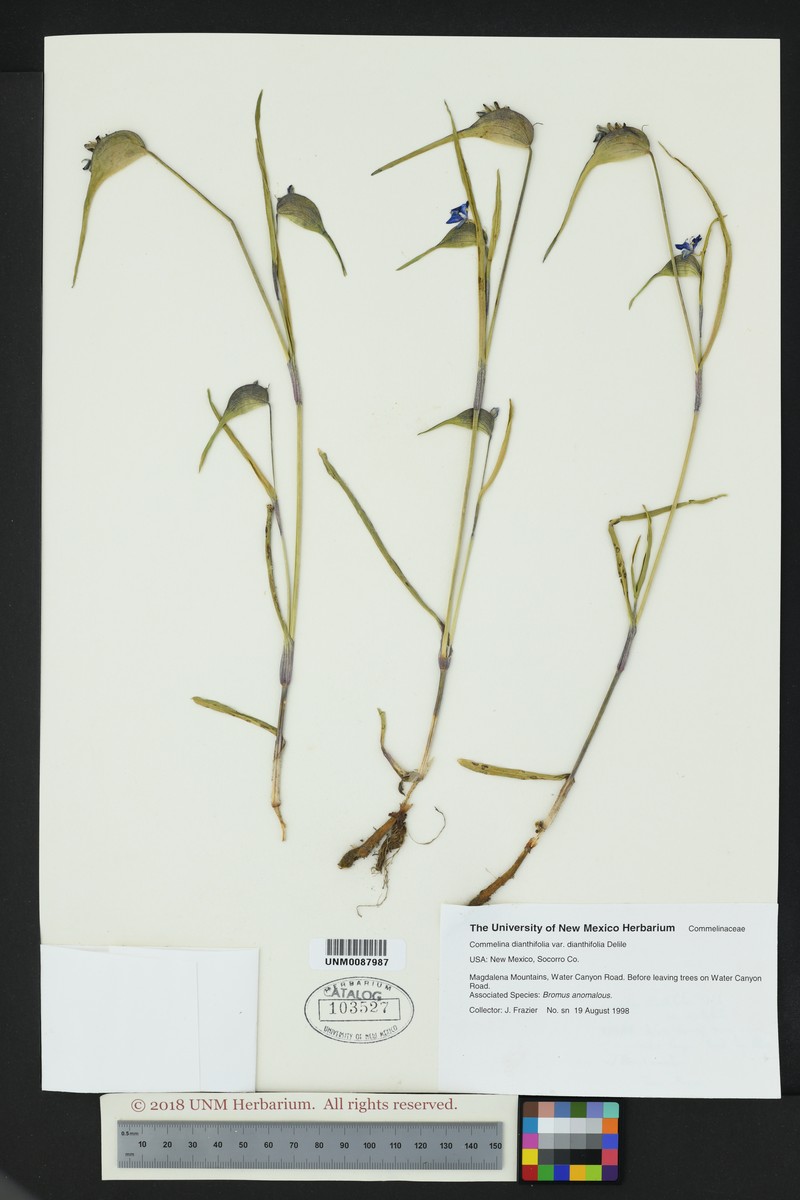 Commelina dianthifolia var. dianthifolia