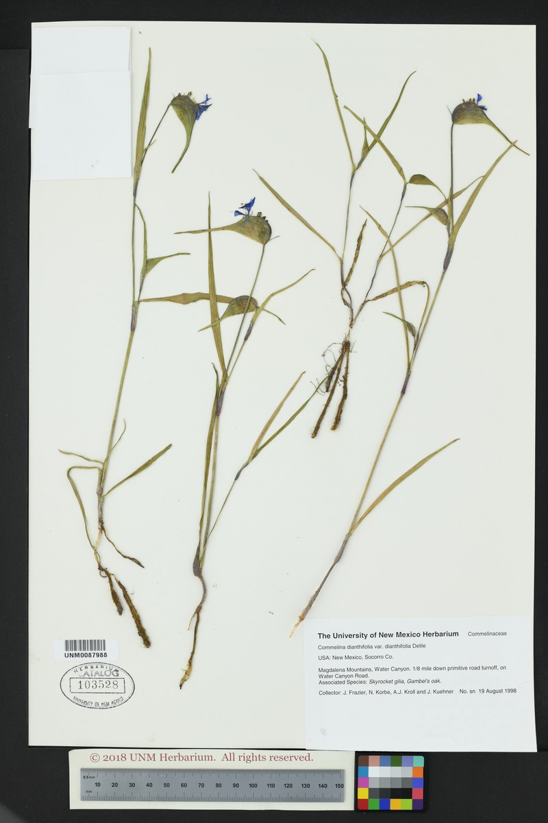 Commelina dianthifolia var. dianthifolia photo 2