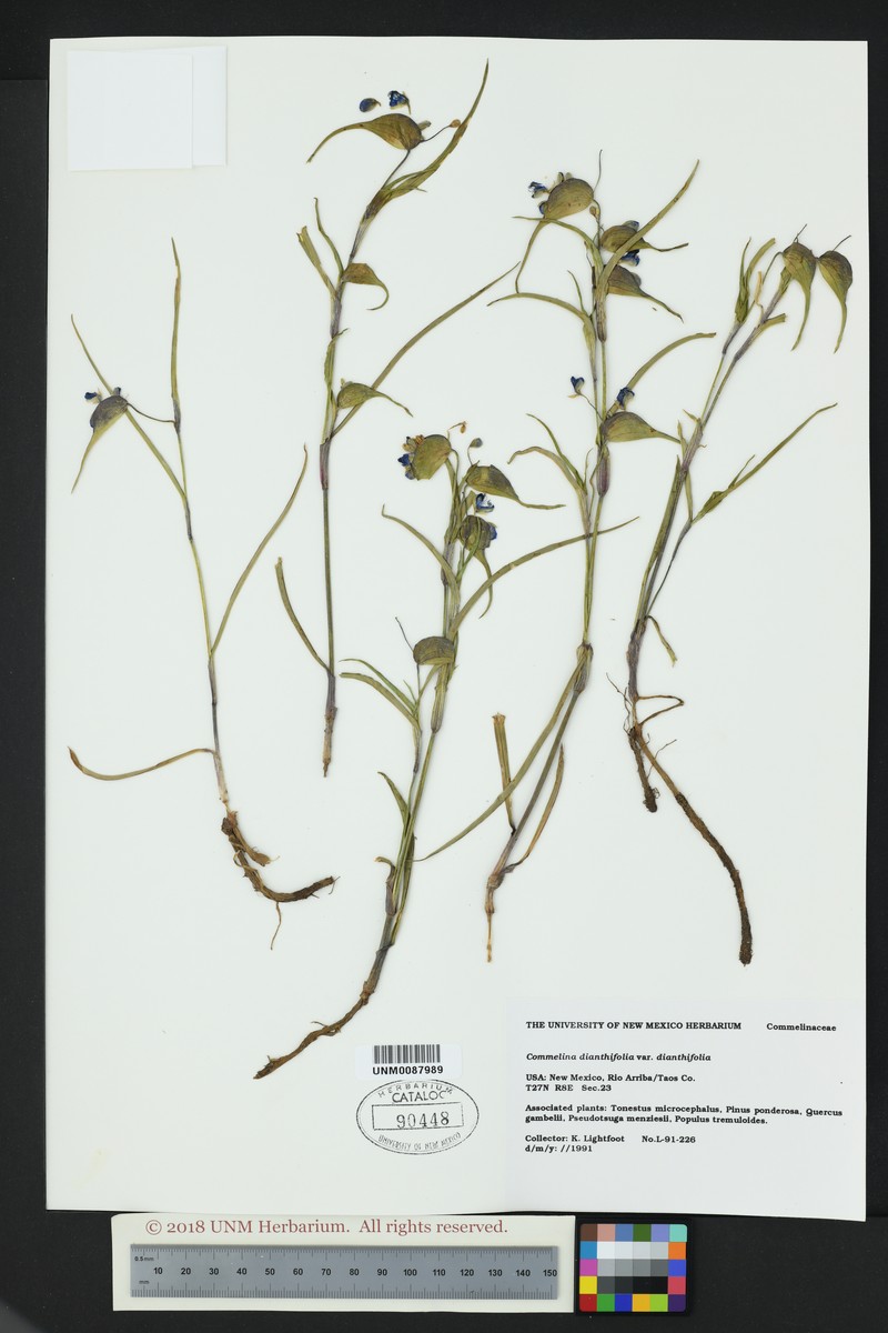 Commelina dianthifolia var. dianthifolia photo 3