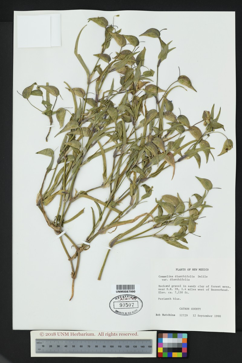 Commelina dianthifolia var. dianthifolia photo 4