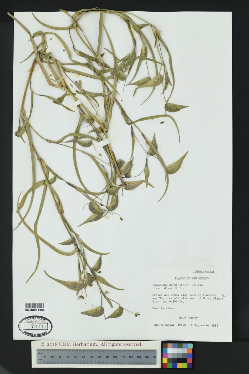 Commelina dianthifolia var. dianthifolia photo 5