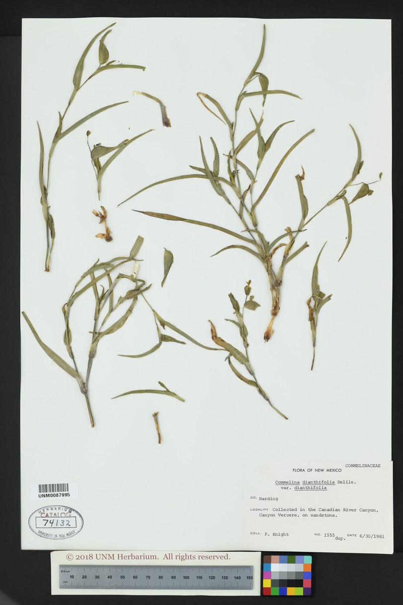 Commelina dianthifolia var. dianthifolia photo 7