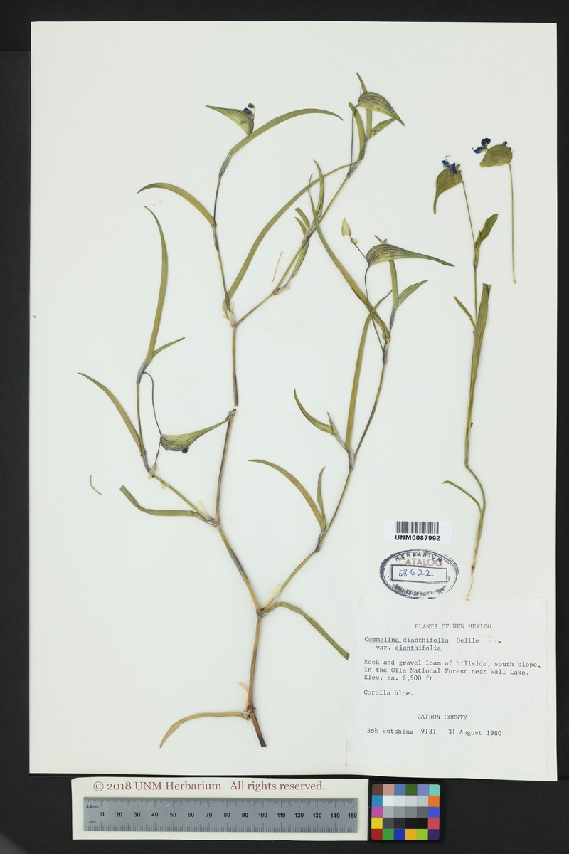 Commelina dianthifolia var. dianthifolia photo 8