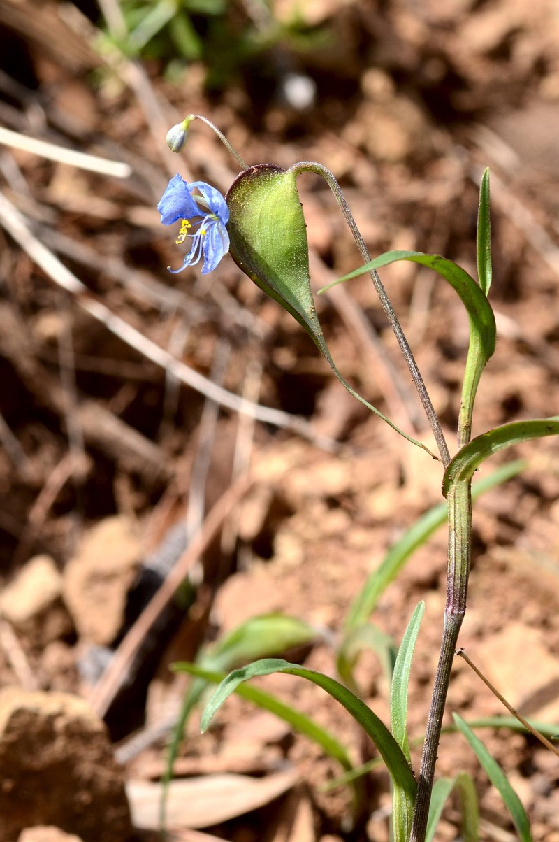 Commelina dianthifolia var. longispatha