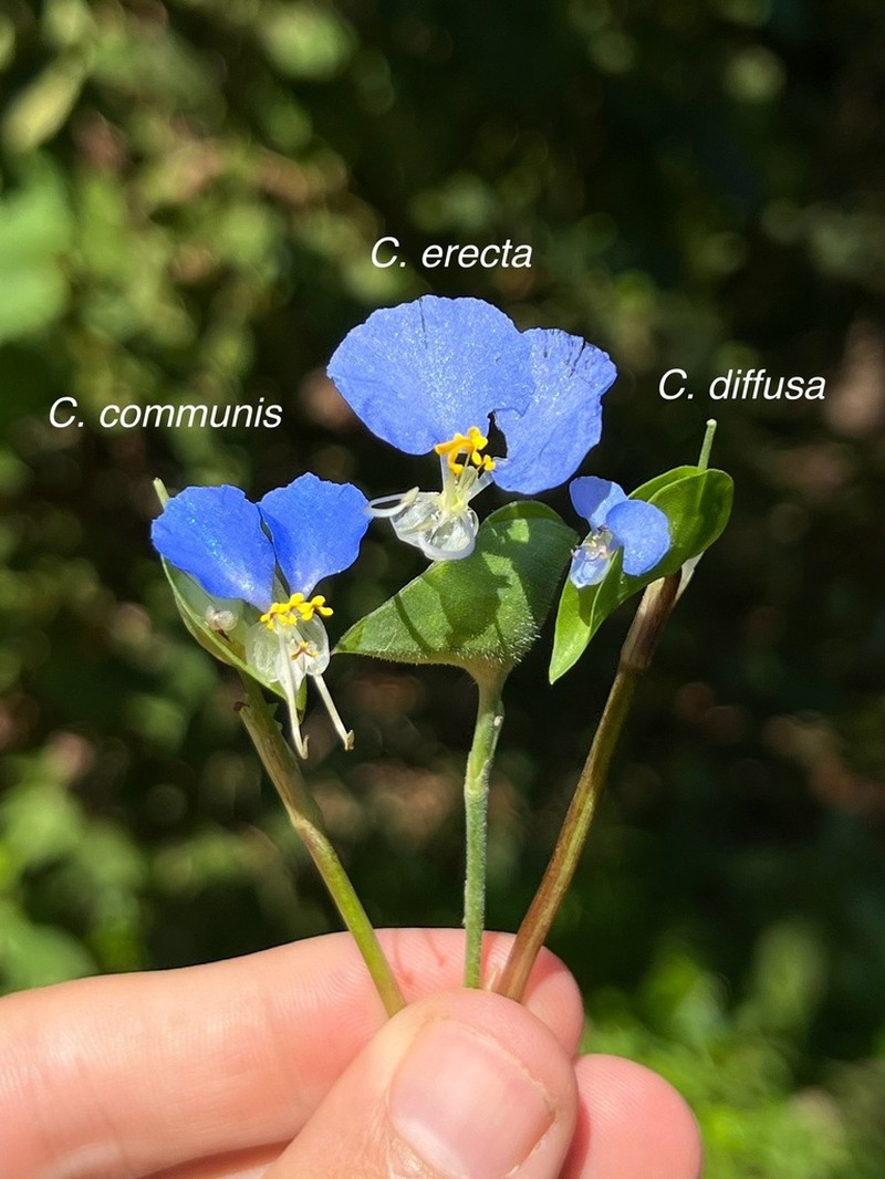 Climbing Dayflower