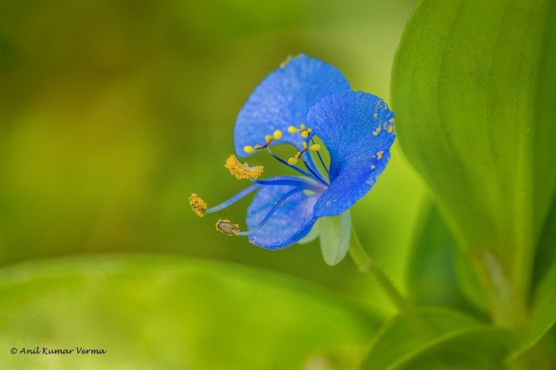 Climbing Dayflower photo 2