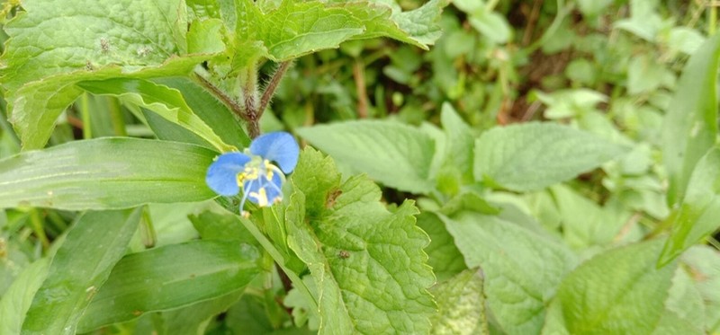Climbing Dayflower photo 3