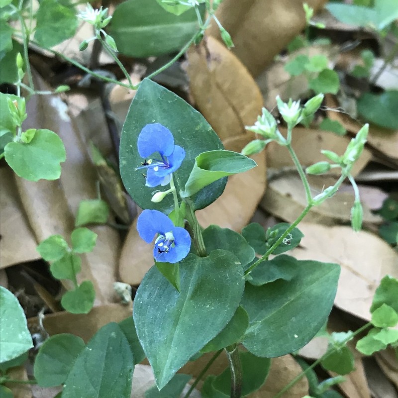 Climbing Dayflower photo 4