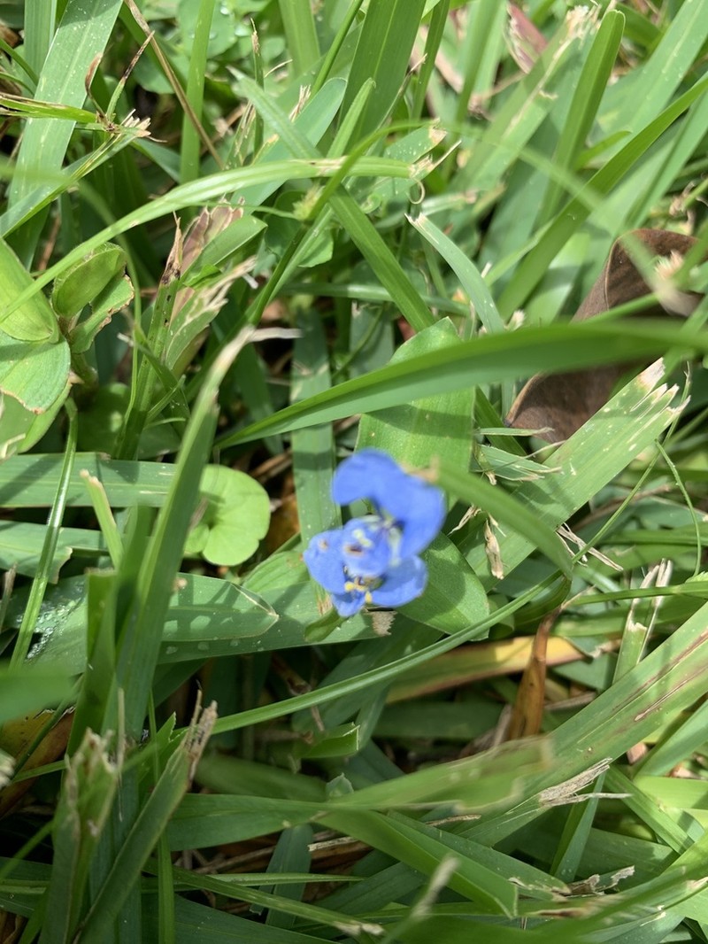 Climbing Dayflower photo 5