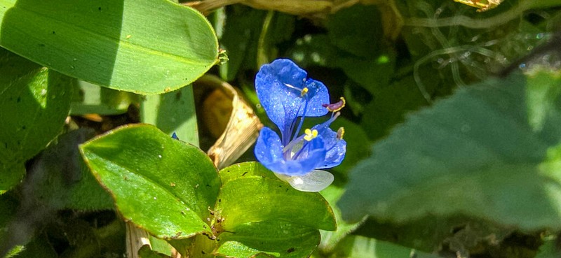 Climbing Dayflower photo 6