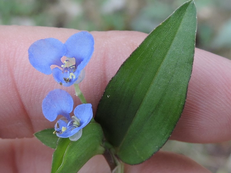 Climbing Dayflower photo 7