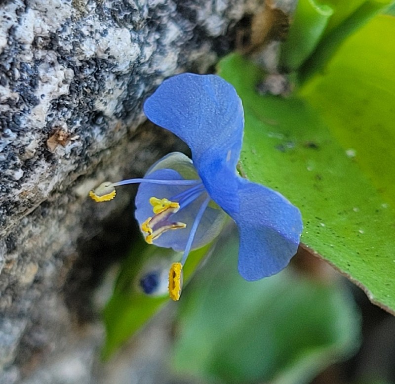 Climbing Dayflower photo 8