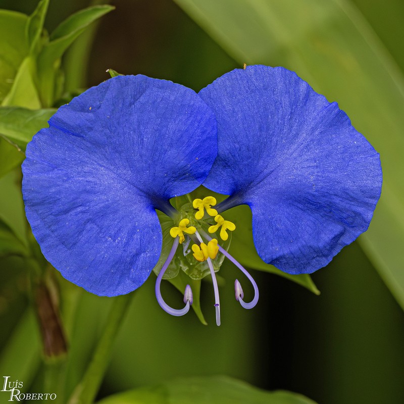 Whitemouth Dayflower