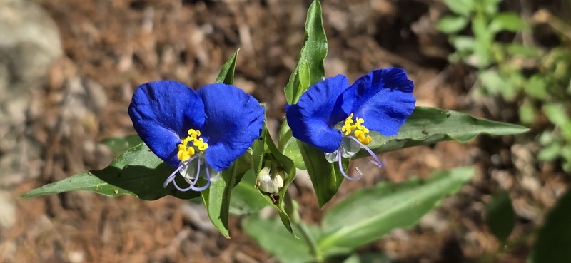 Whitemouth Dayflower photo 2