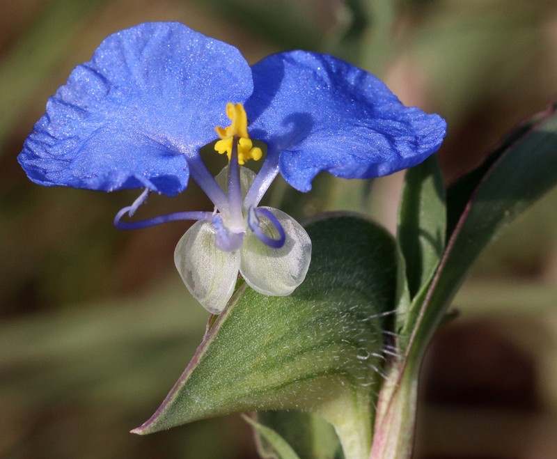 Whitemouth Dayflower photo 3