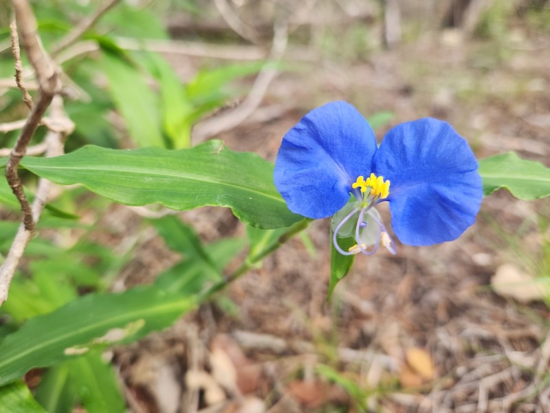 Whitemouth Dayflower photo 4
