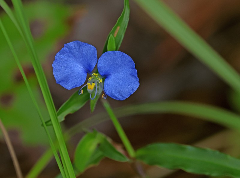 Whitemouth Dayflower photo 5