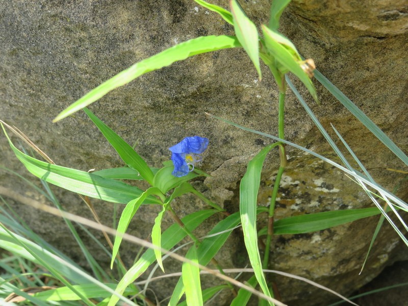 Whitemouth Dayflower photo 6