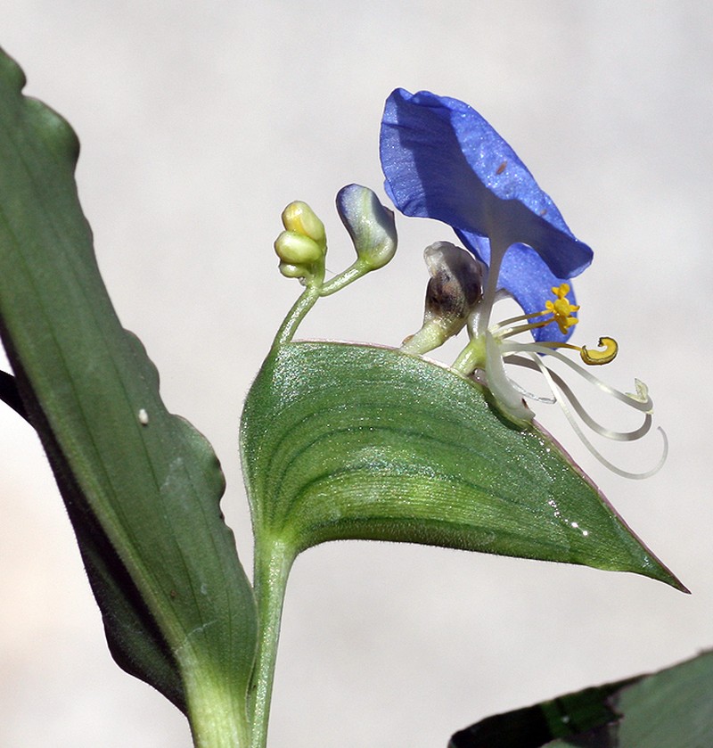 Whitemouth Dayflower photo 7