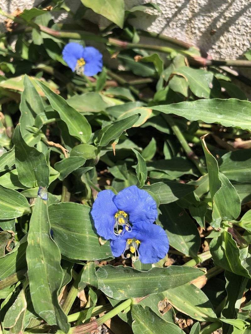 Whitemouth Dayflower photo 8