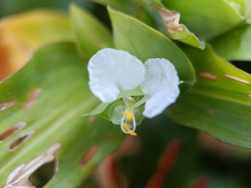 Commelina erecta subsp. erecta