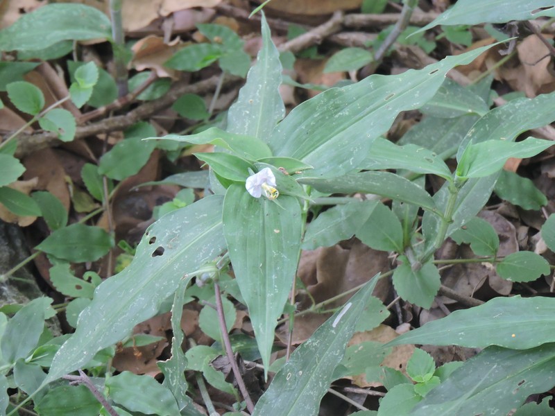 Commelina erecta subsp. erecta photo 2