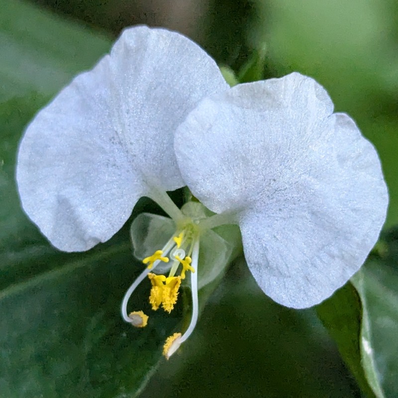 Commelina erecta subsp. erecta photo 3