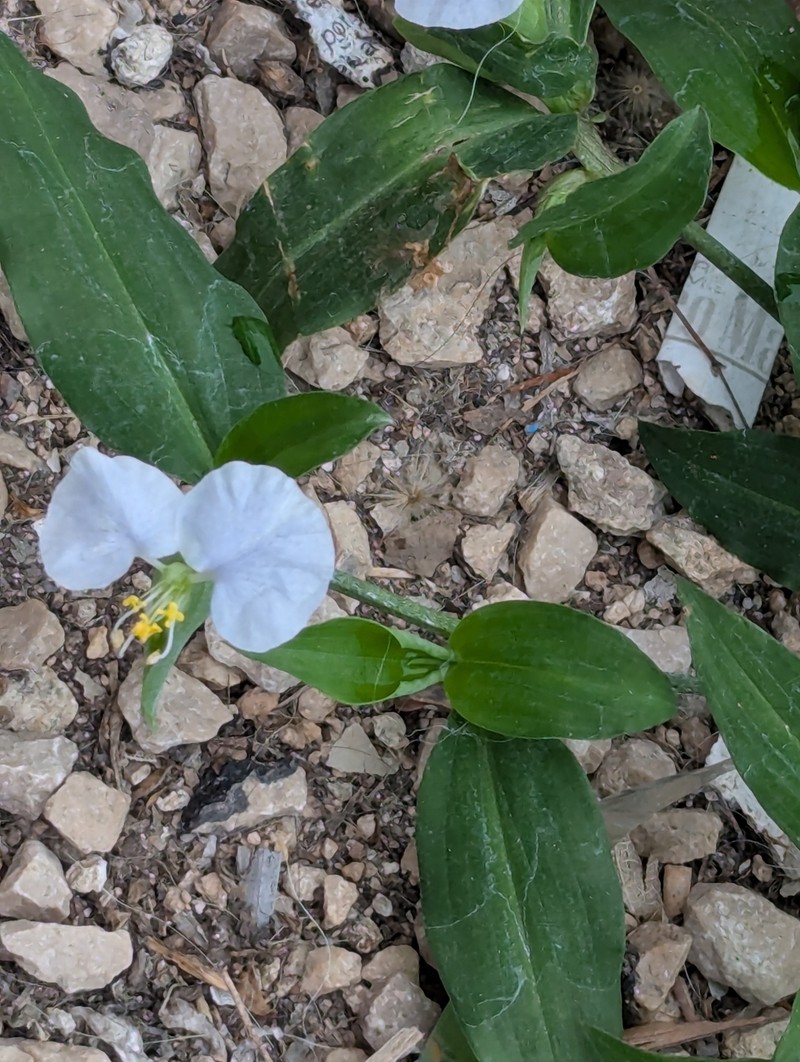 Commelina erecta subsp. erecta photo 4