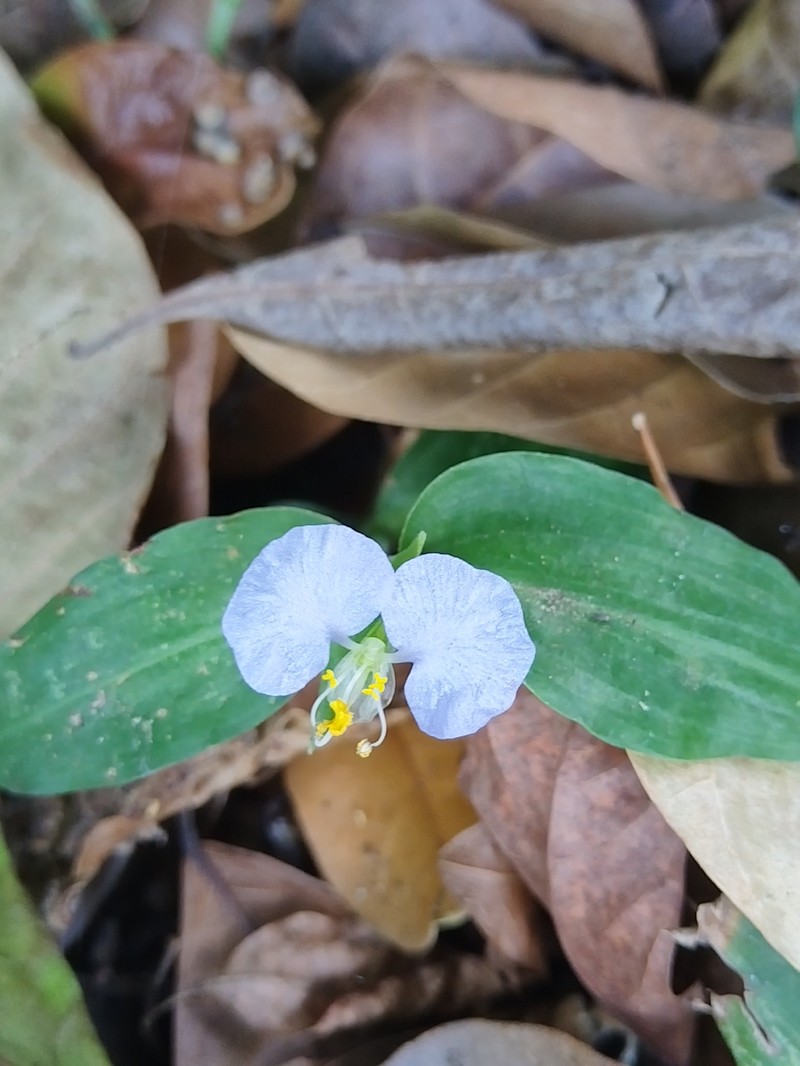Commelina erecta subsp. erecta photo 5