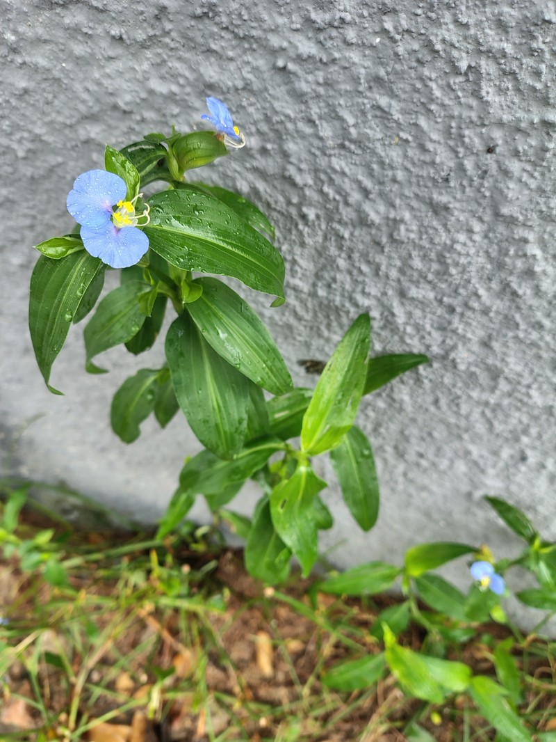 Commelina erecta subsp. erecta photo 6