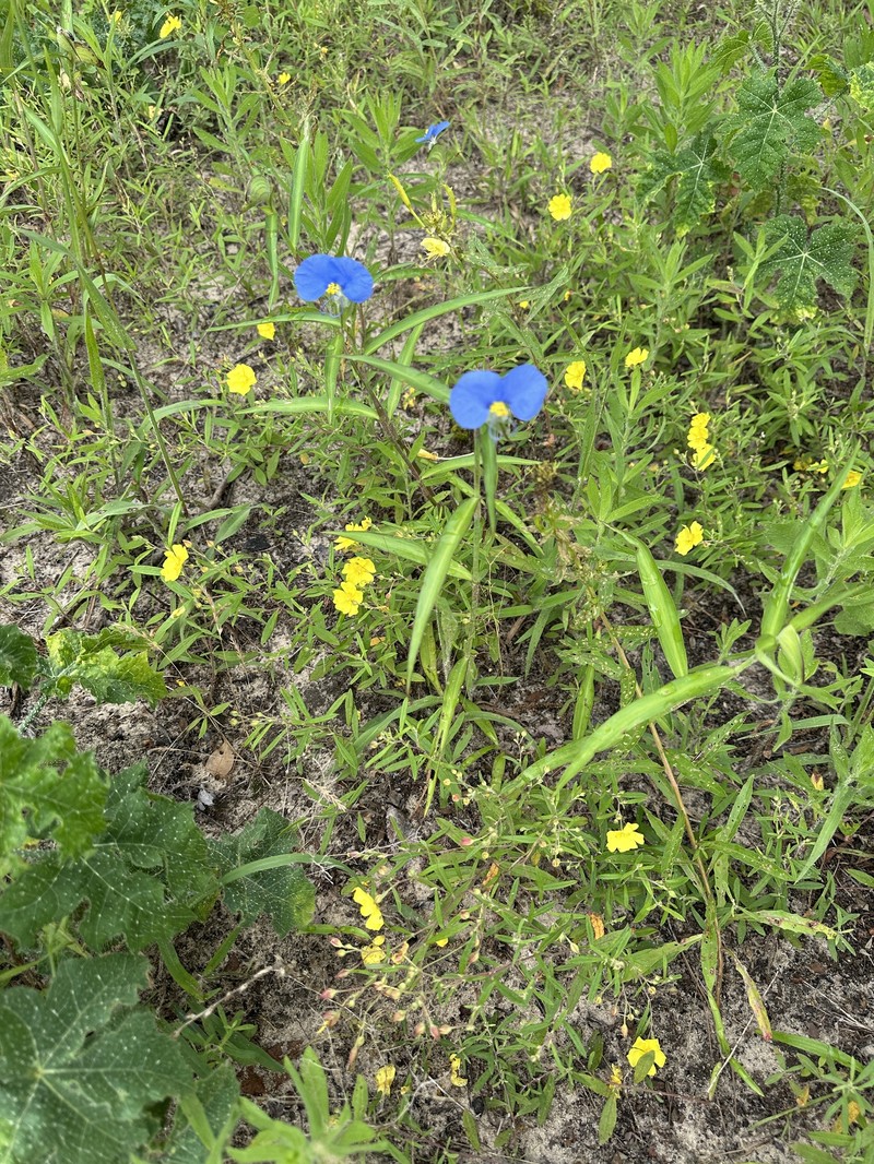 Commelina erecta subsp. erecta photo 7