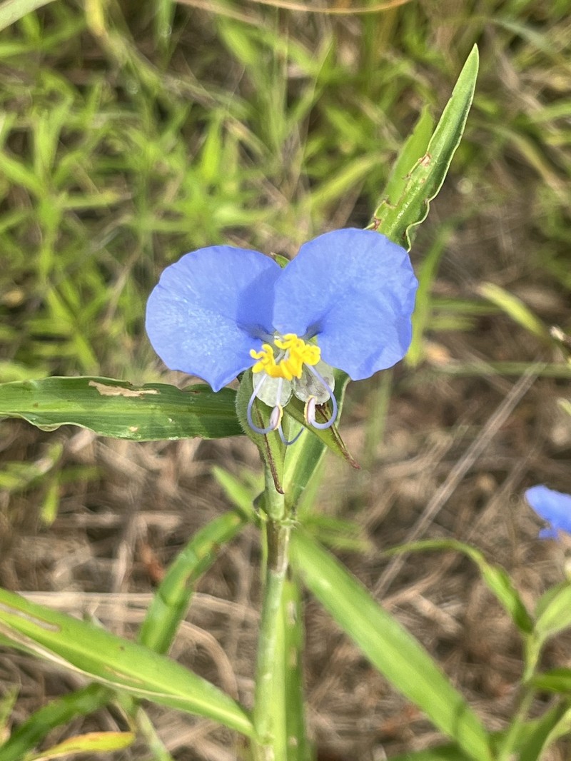 Commelina erecta subsp. erecta photo 8
