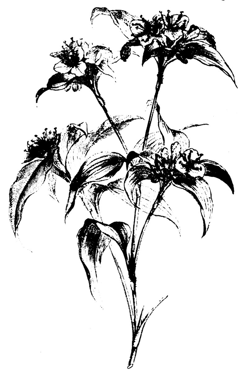 Commelina latifolia