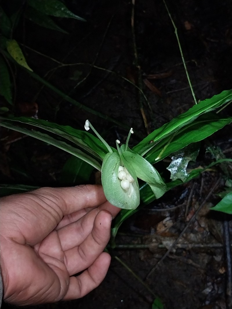 Cojite Blanco