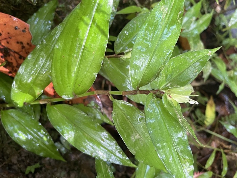 Cojite Blanco photo 4