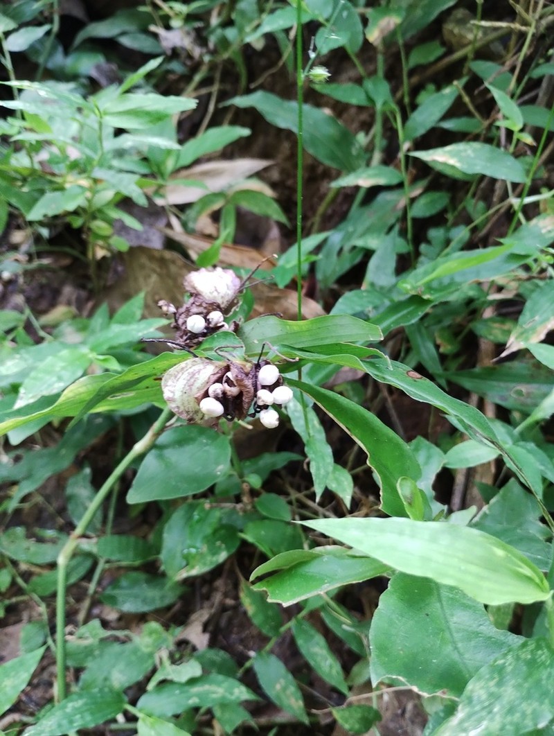 Cojite Blanco photo 5