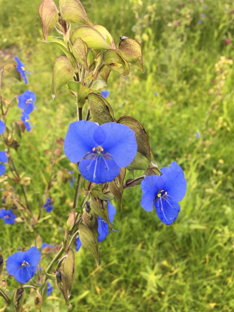 Commelina photo 4