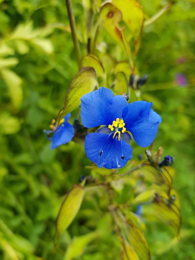 Commelina photo 5