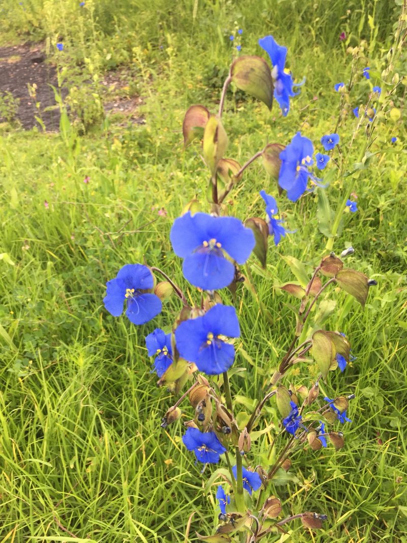 Commelina photo 2