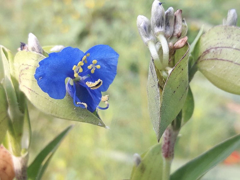 Commelina photo 3