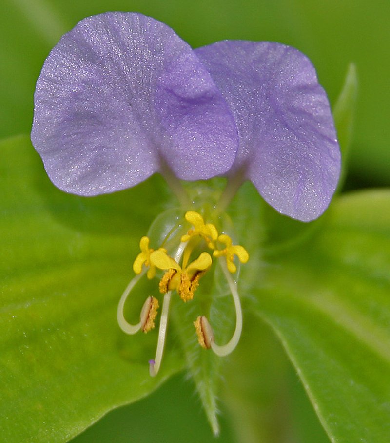 Commelina photo 6