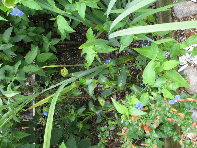Commelina photo 7