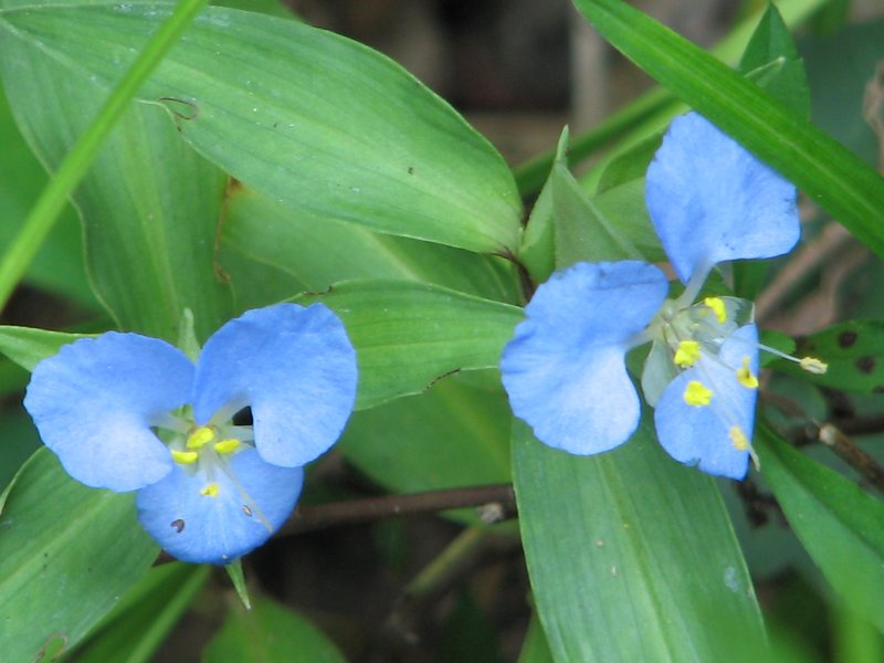 Virginia Dayflower