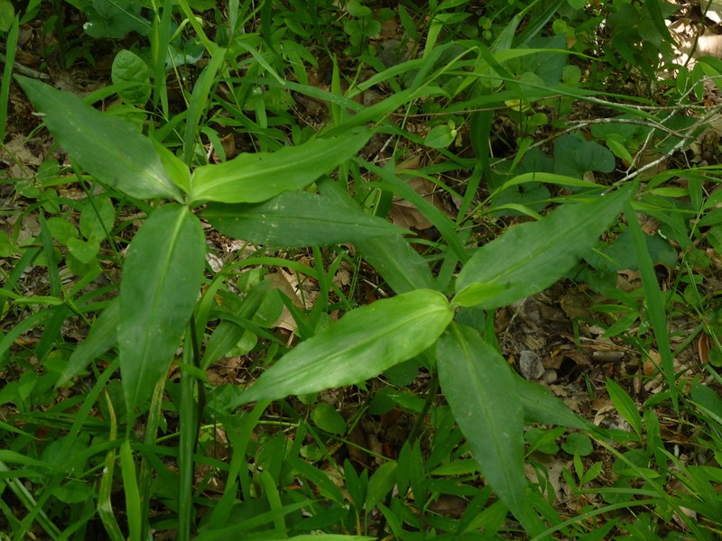 Virginia Dayflower