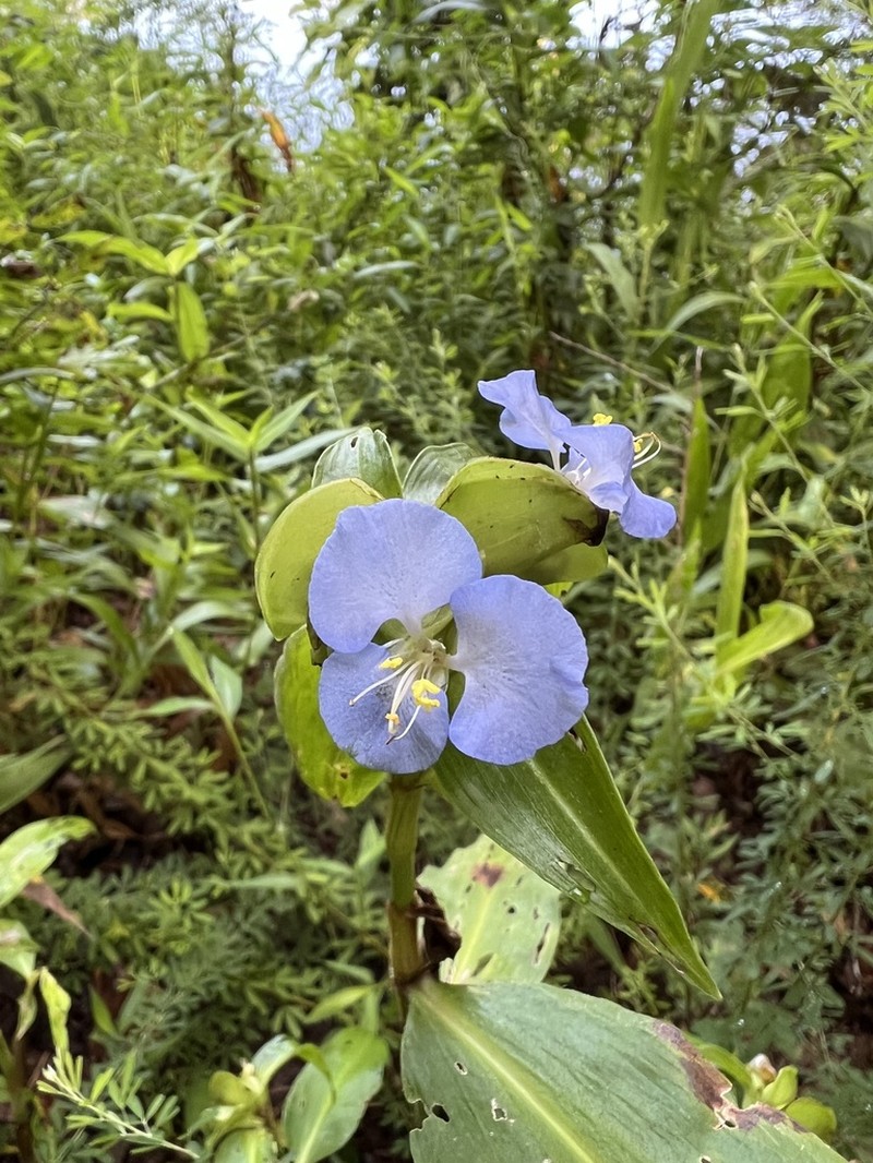 Virginia Dayflower photo 2