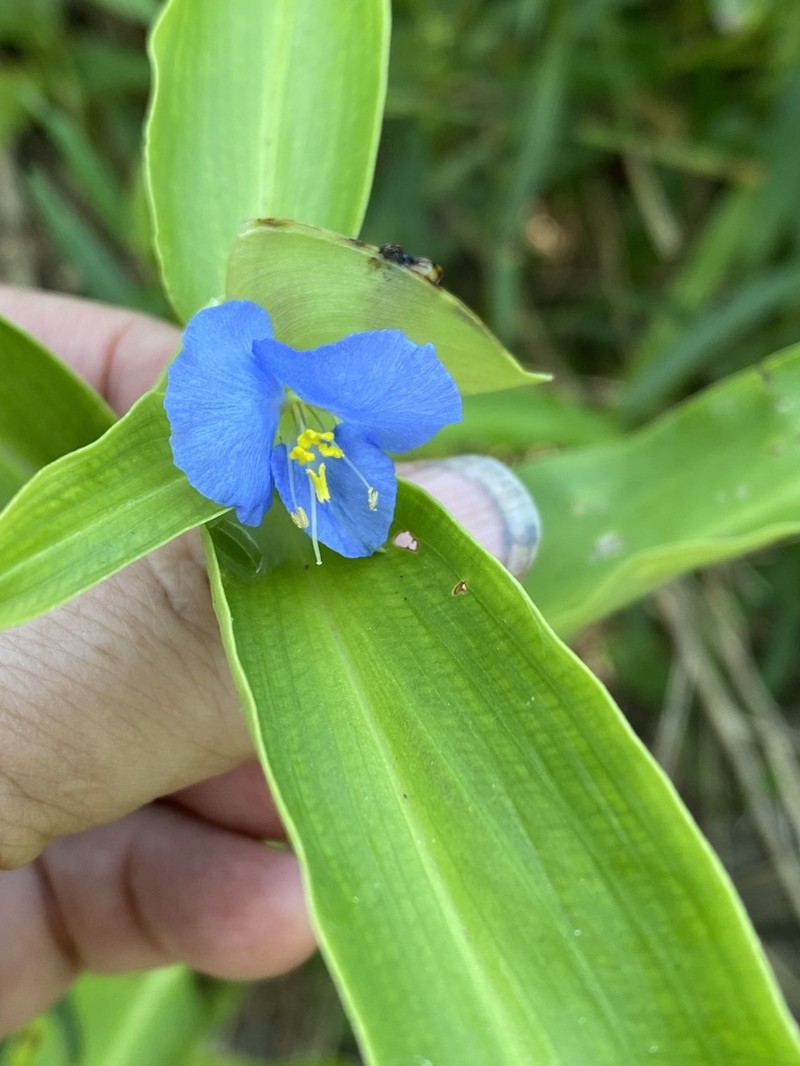 Virginia Dayflower photo 3