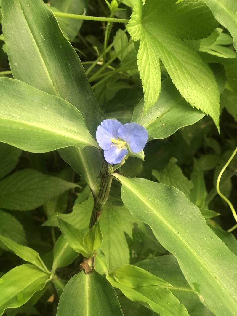 Virginia Dayflower photo 4