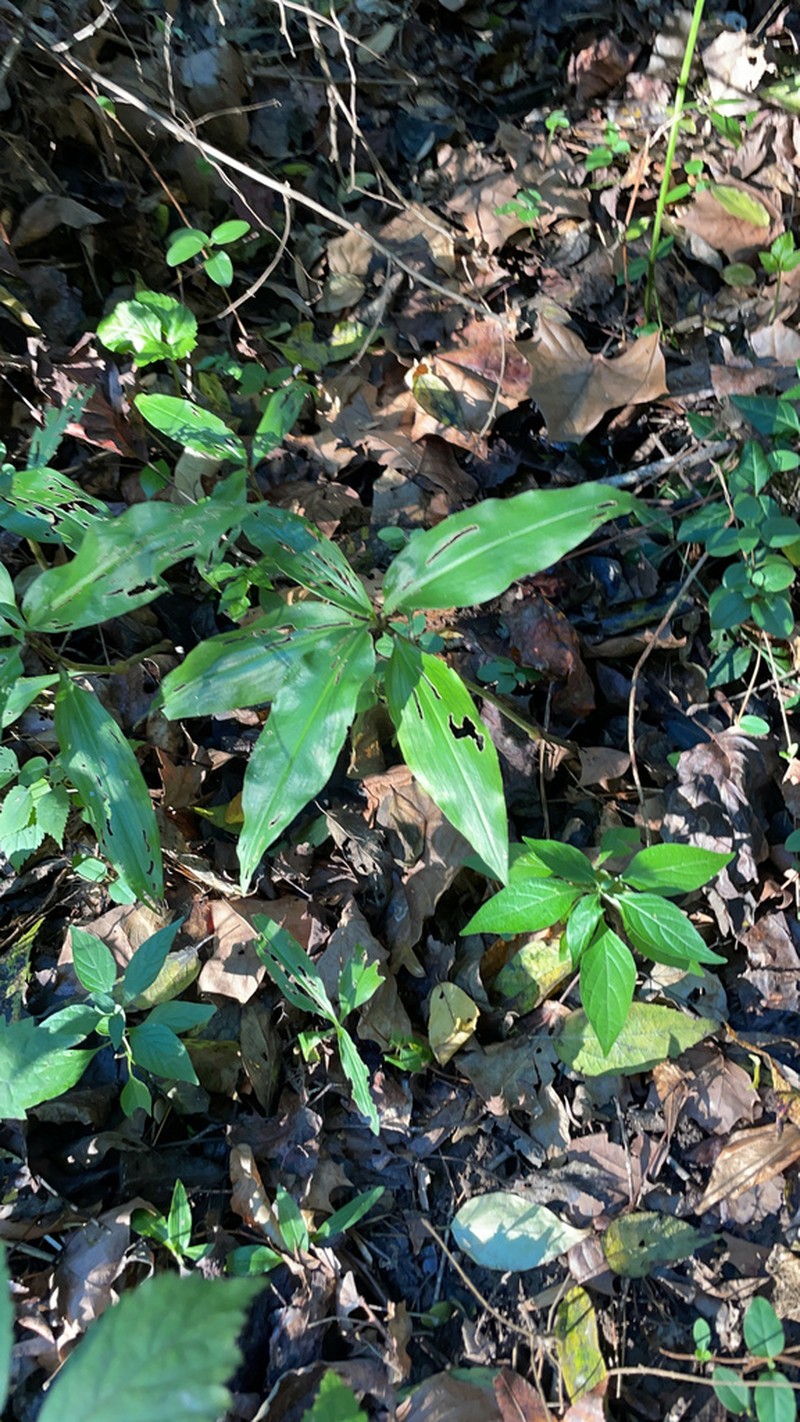 Virginia Dayflower photo 5