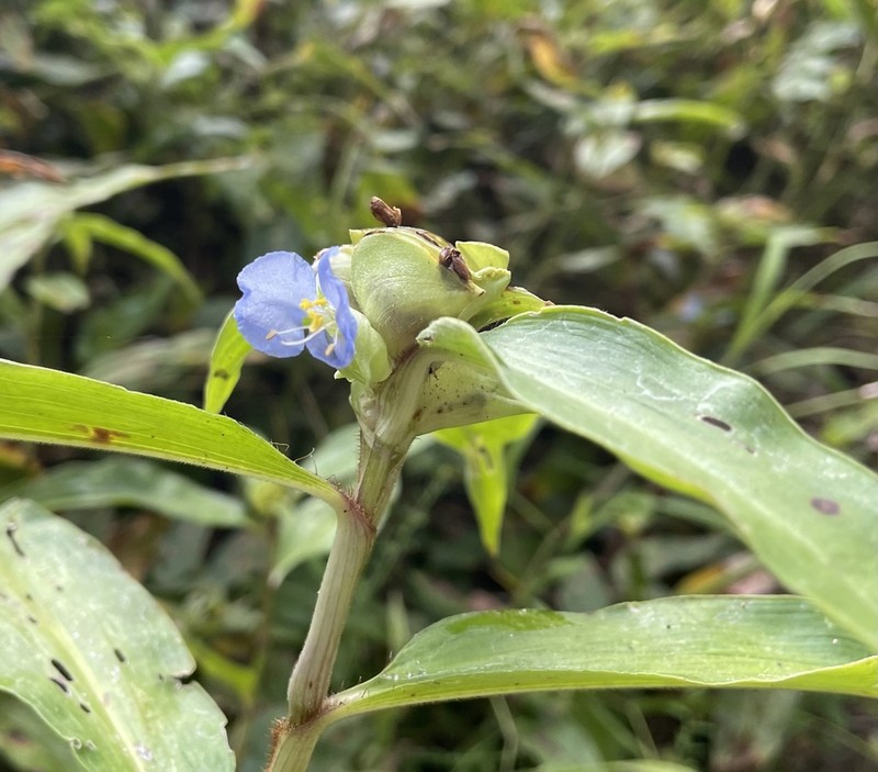 Virginia Dayflower photo 6