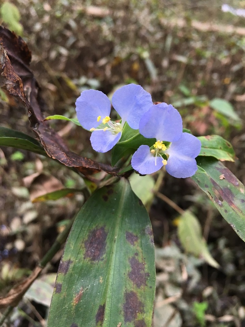 Virginia Dayflower photo 7